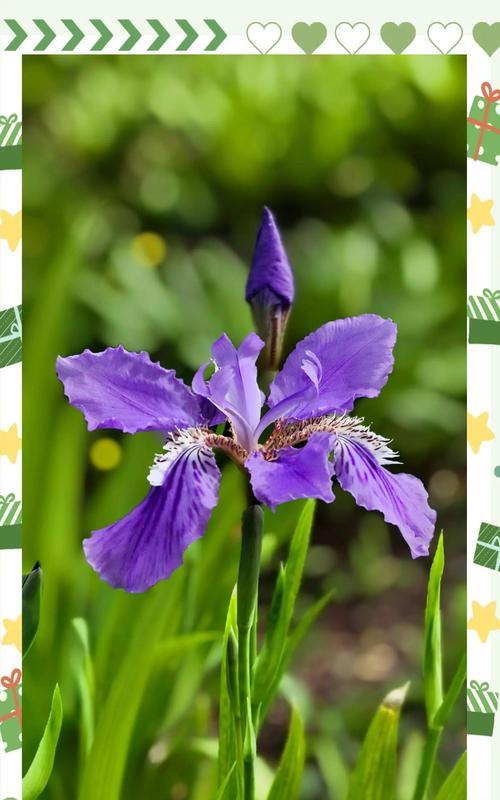 哪种花象征自由和幸福？它的花语有何特别之处？