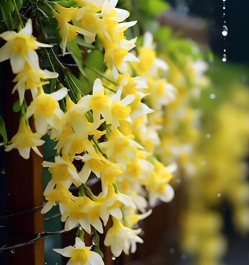 哪种花象征自由和幸福？它的花语有何特别之处？