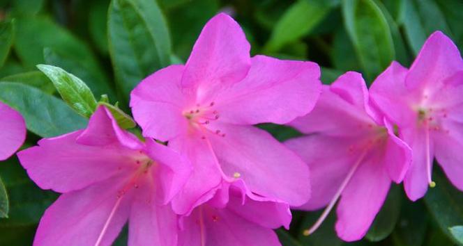 粉色杜鹃花的花语是什么？它象征着什么？