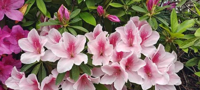 粉色杜鹃花的花语是什么？它象征着什么？