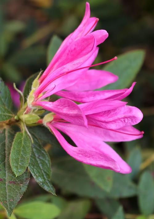 粉色杜鹃花的花语是什么？它象征着什么？