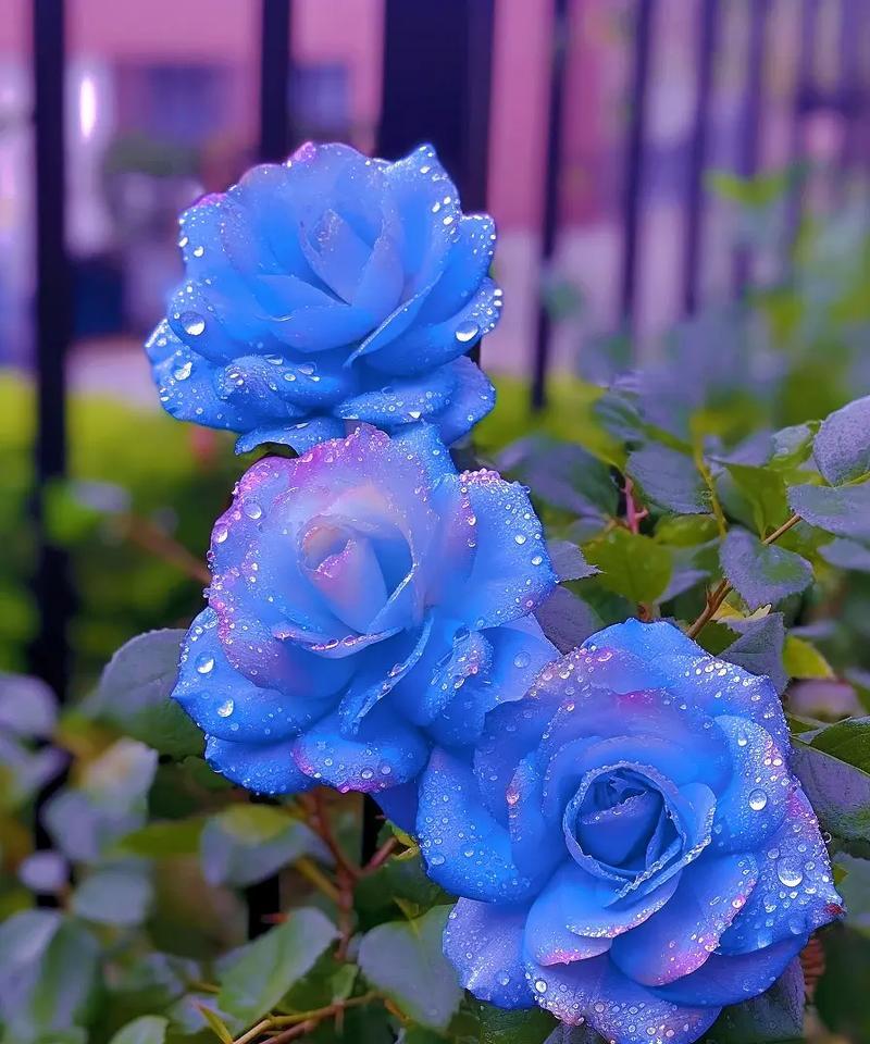 送蓝色玫瑰花代表什么？蓝色玫瑰花的寓意是什么？