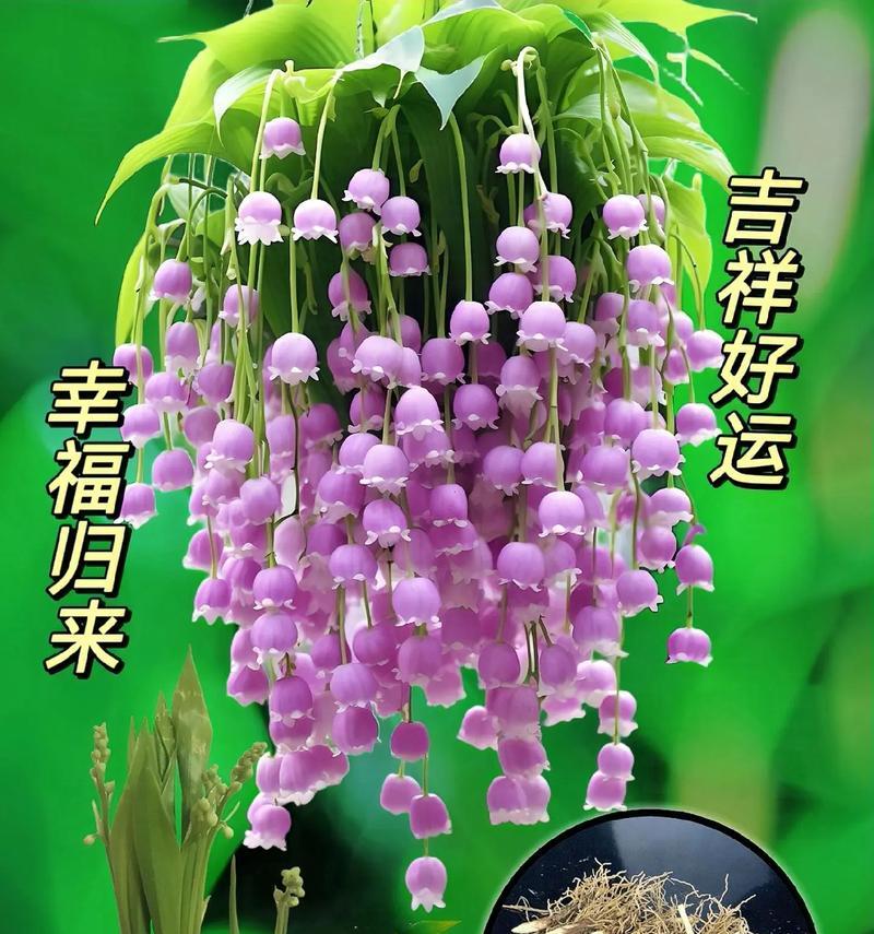 哪些花象征吉祥寓意好的成语？它们的寓意是什么？