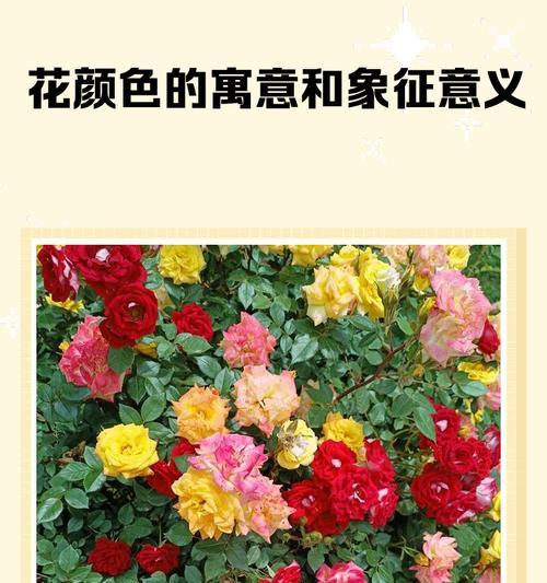 不同颜色的花各自有什么寓意？