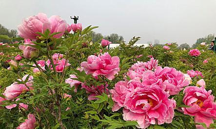 哪些花象征富贵繁荣？象征富贵繁荣的花有哪些？