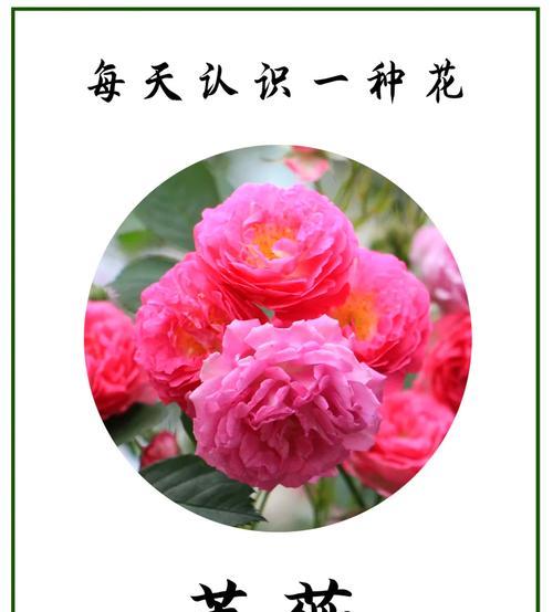 黄色毛花的花语是什么？黄色毛花的寓意是什么？