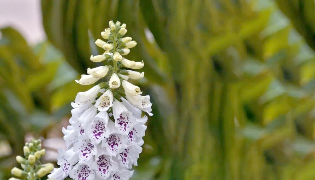 黄色毛花的花语是什么？黄色毛花的寓意是什么？