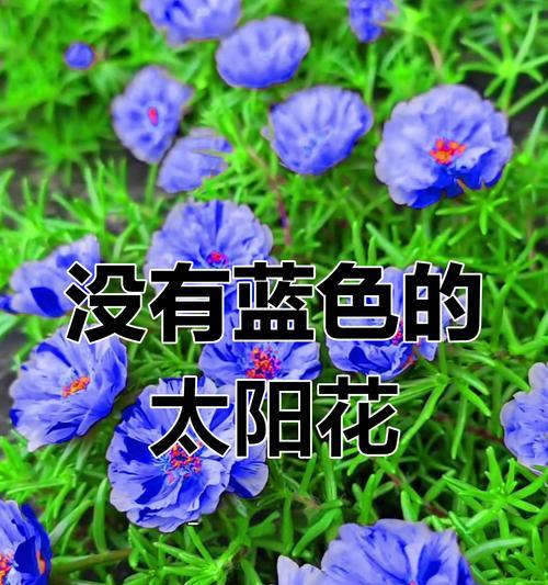蓝色花的神秘含义是什么？神秘蓝色花朵代表什么？