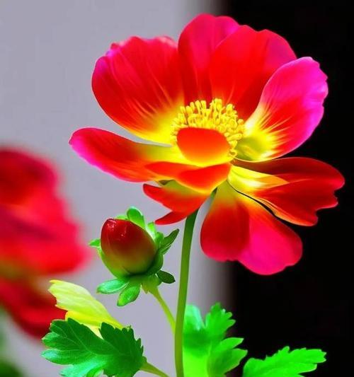 哪种花象征光明与幸福？