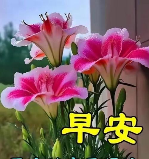 哪种花象征着健康和快乐？