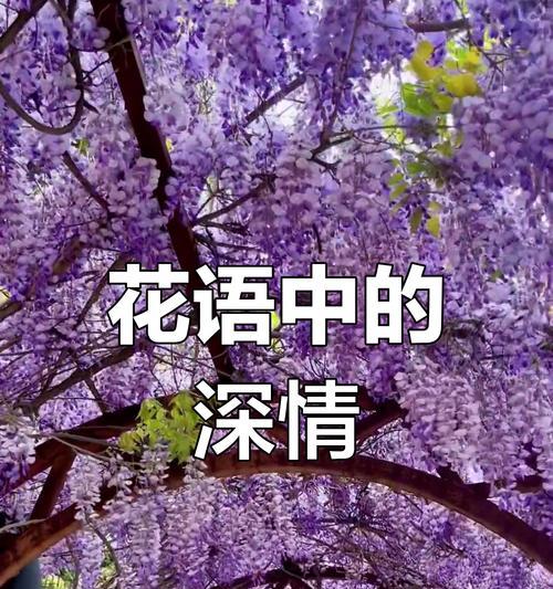 哪种花象征着爱情和思念？它们的寓意是什么？