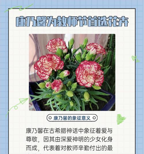 教师节送什么花最好？花的含义是什么？