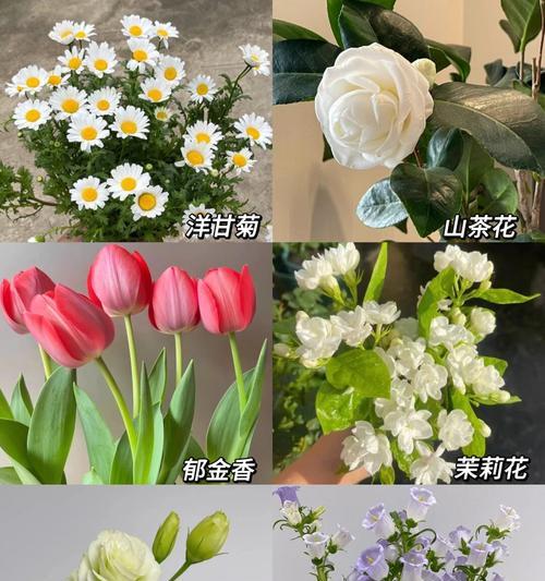 哪种花寓意快乐和勇敢？