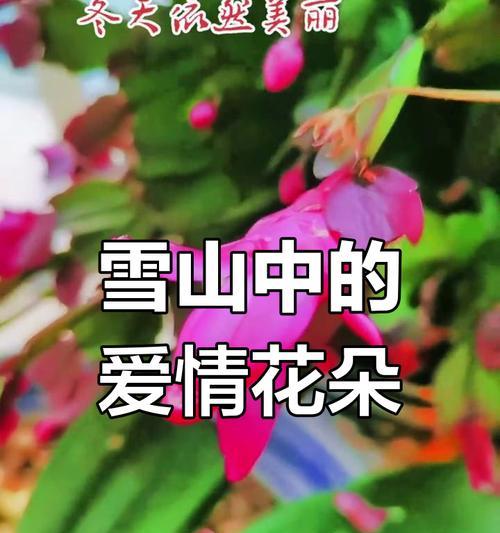 哪种花象征着爱与成功？