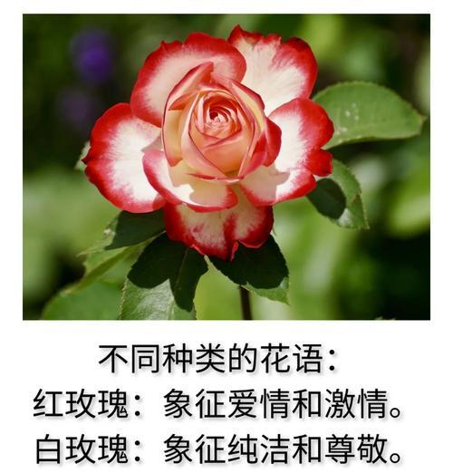 哪种花象征着爱与成功？