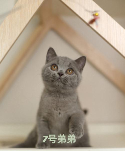 蓝猫和三花的爱情寓意是什么？象征意义有哪些？
