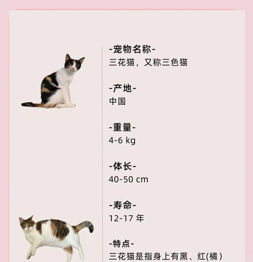 蓝猫和三花的爱情寓意是什么？象征意义有哪些？