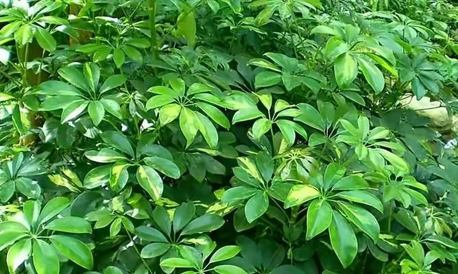 浅绿色花的寓意是什么？
