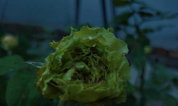 浅绿色花的寓意是什么？