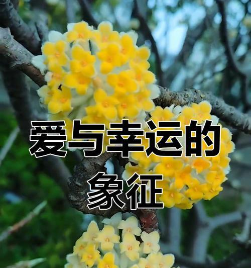 母亲节送什么花最合适？花语大全告诉你！530