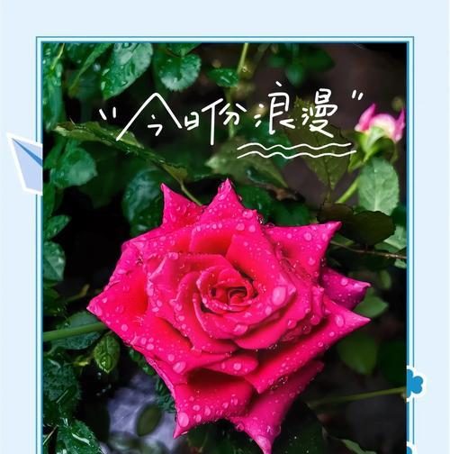 哪种颜色的花象征自由和爱？自由和爱的花语有哪些？
