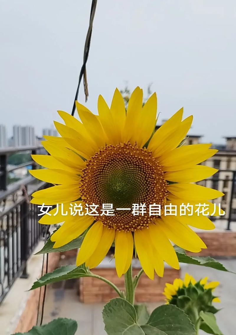 哪种颜色的花象征自由和爱？自由和爱的花语有哪些？