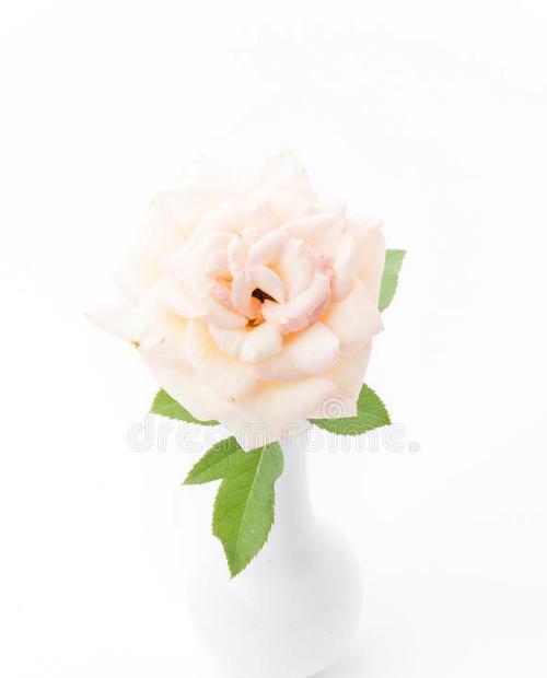 白色玫瑰花的寓意是什么？白色玫瑰代表了什么？