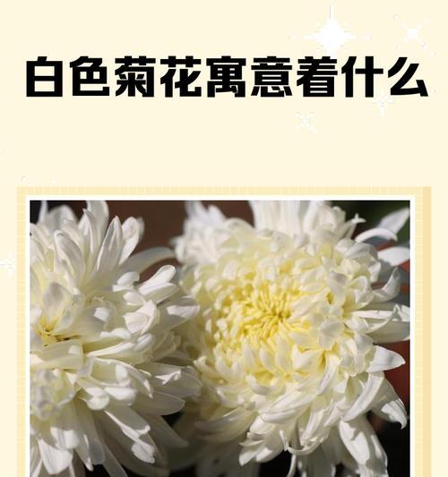 戴白色花的寓意是什么？白色花象征着什么？