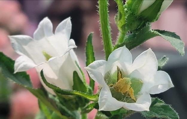 戴白色花的寓意是什么？白色花象征着什么？
