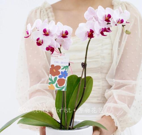 教师节送七色花盆栽有何特别含义？