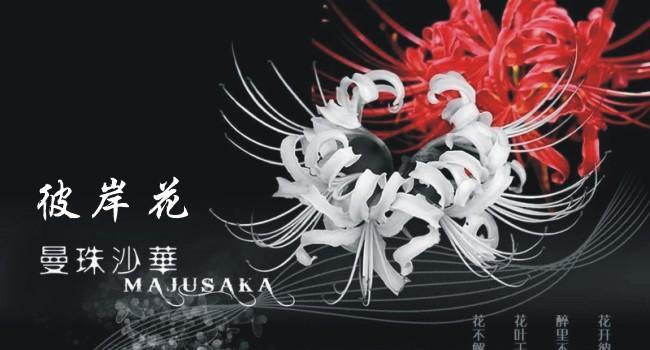 彼岸花黑色代表了什么？彼岸花的黑色含义是什么？