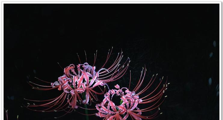彼岸花黑色代表了什么？彼岸花的黑色含义是什么？