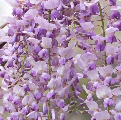 紫色花语崇义是什么？紫色花通常象征着什么？