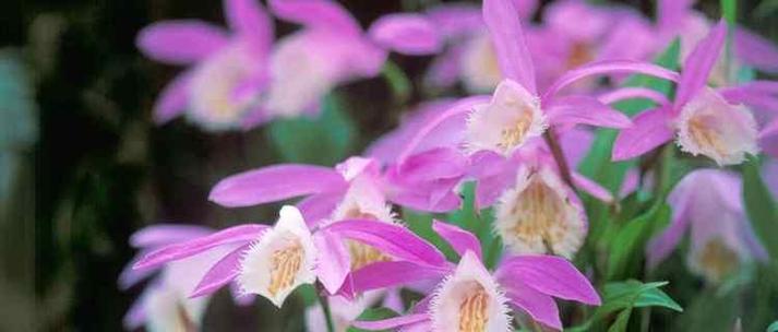 紫色花语崇义是什么？紫色花通常象征着什么？