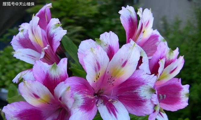 紫色百合花的花语是什么？它寓意着什么？