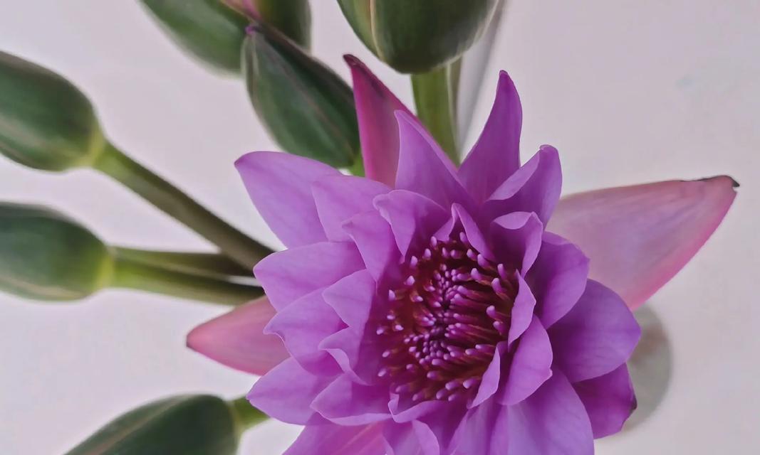 紫色百合花的花语是什么？它寓意着什么？