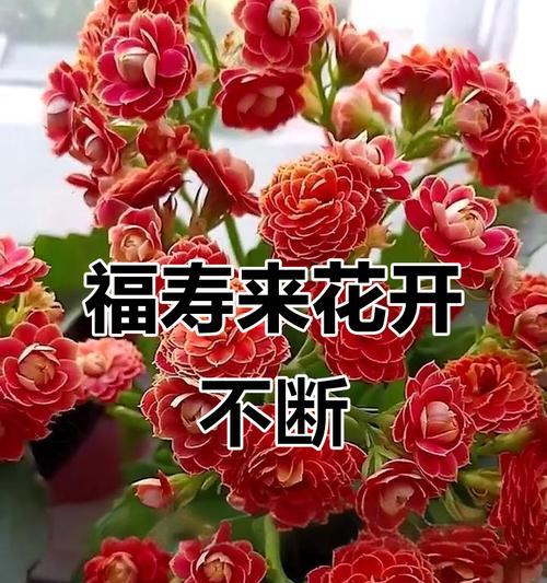 什么花象征健康和长寿？
