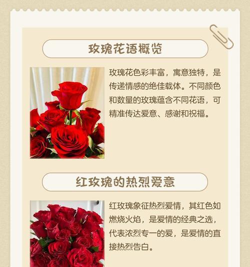 玫瑰花不同颜色代表什么含义? 玫瑰花不同颜色代表什么含义?