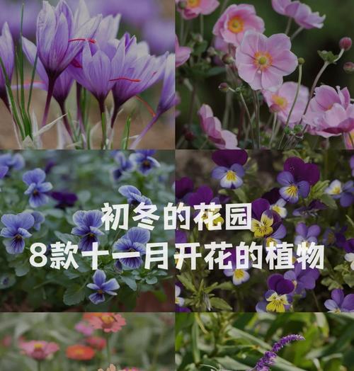 哪种花是母亲节的象征？母亲节花语的含义。169