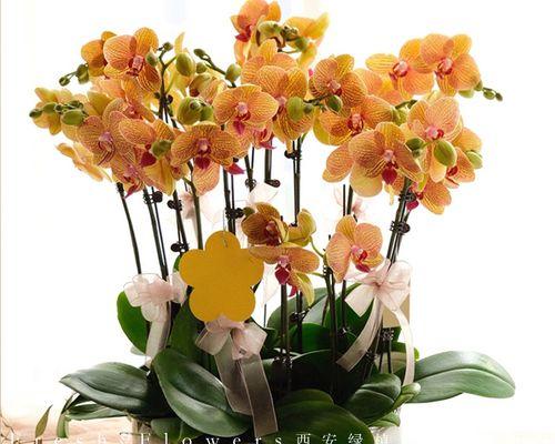 教师节和中秋节送什么花寓意好？推荐有哪些？