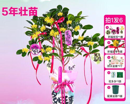 教师节和中秋节送什么花寓意好？推荐有哪些？