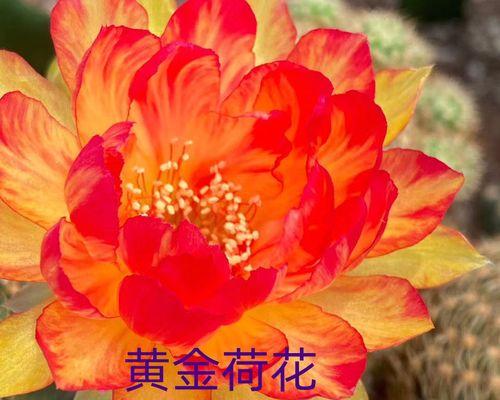 仙人球开橙色花有什么寓意？橙色仙人球花语是什么？