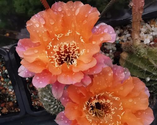 仙人球开橙色花有什么寓意？橙色仙人球花语是什么？