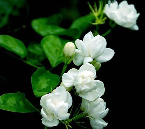 茉莉花除了爱情还有什么寓意？茉莉的其他含义是什么？
