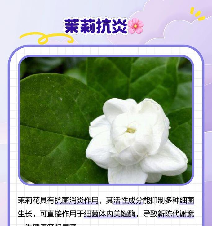 茉莉花除了爱情还有什么寓意？茉莉的其他含义是什么？