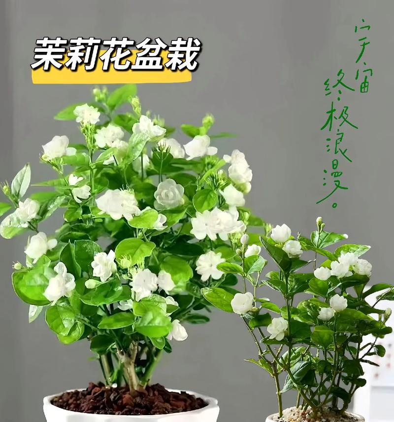 绿色茉莉花的意思和含义是什么？它象征着什么？