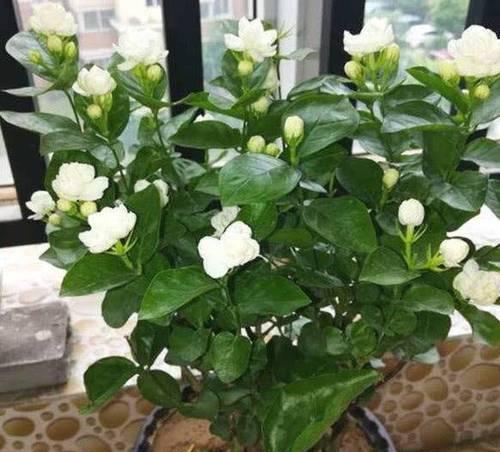 绿色茉莉花的意思和含义是什么？它象征着什么？