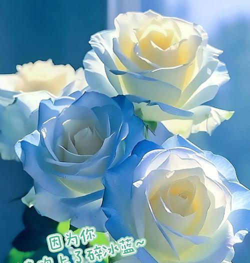 哪些花具有浪漫的意义？浪漫花语有哪些？