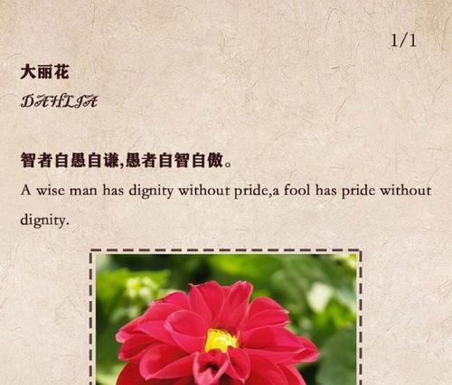 哪种花象征健康？花语中有哪些代表健康的花卉？