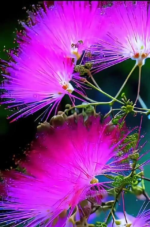 花的寓意能象征成功吗？成功花的花语有哪些？